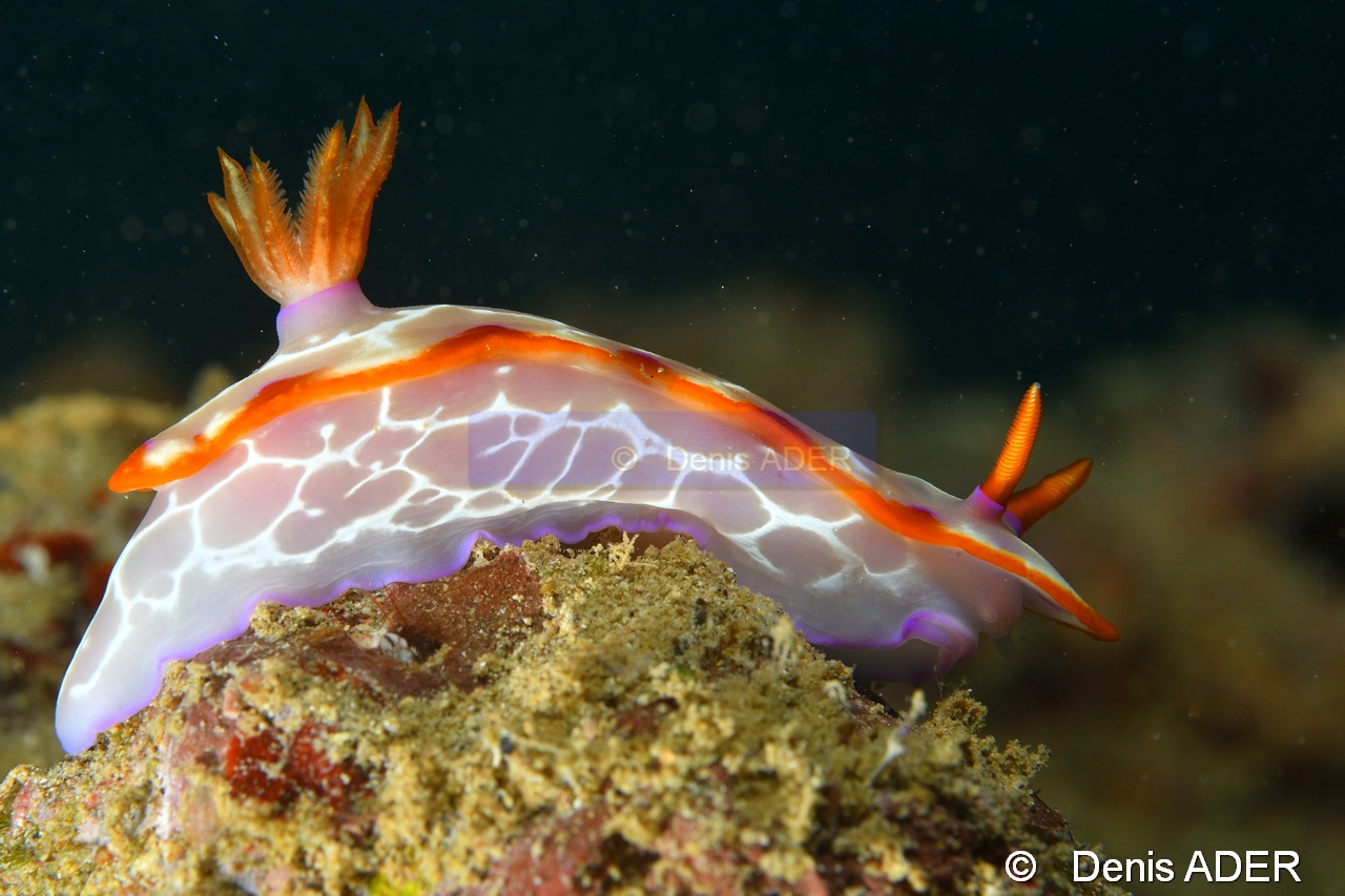 Hypselodoris iacula-Wakatobi Pasar wajo jetty-9m-20180602-Denis-ADER-DSC_3392_tn.jpg